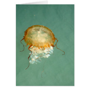 Tarjeta de arte con marco Sea Nettle Jellyfish