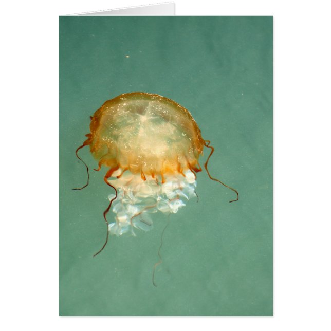 Tarjeta de arte con marco Sea Nettle Jellyfish (Frente)
