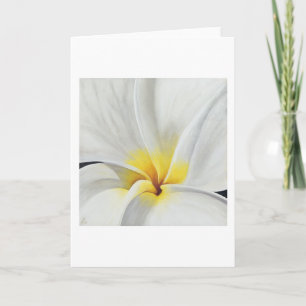 Tarjeta de arte de Frangipani blanco