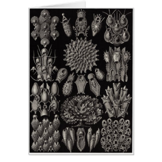 Tarjeta de arte Ernst Haeckel:Bryozoa