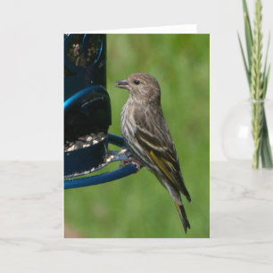Tarjeta de Arte Frameable para Pine Siskin Norte