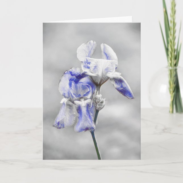 Tarjeta de arte para retrato de flores de iris gri (Anverso)