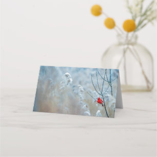 Tarjeta De Asiento Cardenal rojo en Navidades de fotografía de natura