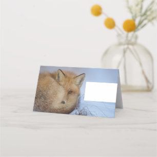 Tarjeta De Asiento Pequeño Fox Maldita Foto De Invierno