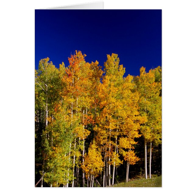 Tarjeta de Aspen (Frente)