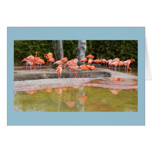 Tarjeta de ave Flamingos