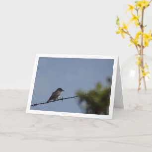 Tarjeta de ave Flycatcher localizada