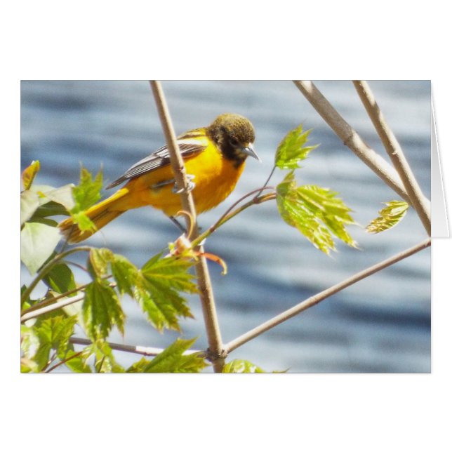 Tarjeta de ave matutina de ensueño (Anverso (Horizontal))