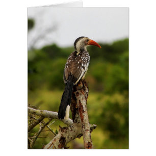 Tarjeta de aves de Bucerótido de Bucerótido de Bic