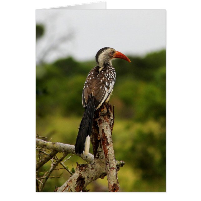 Tarjeta de aves de Bucerótido de Bucerótido de Bic (Frente)