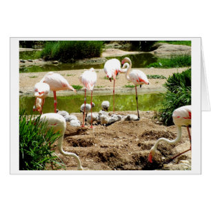 Tarjeta de aves flamencos y pollitos