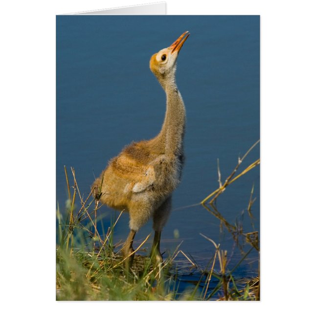 Tarjeta de bebé de Grue (Frente)