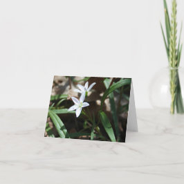 Tarjeta de belleza de primavera (Claytonia virgini