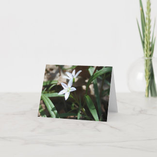 Tarjeta de belleza de primavera (Claytonia virgini