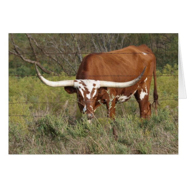 Tarjeta de belleza Red Longhorn (Anverso (Horizontal))