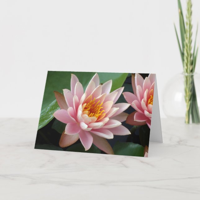 Tarjeta de belleza Water Lily (Anverso)