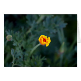 Tarjeta de bienvenida de adormidera de California 