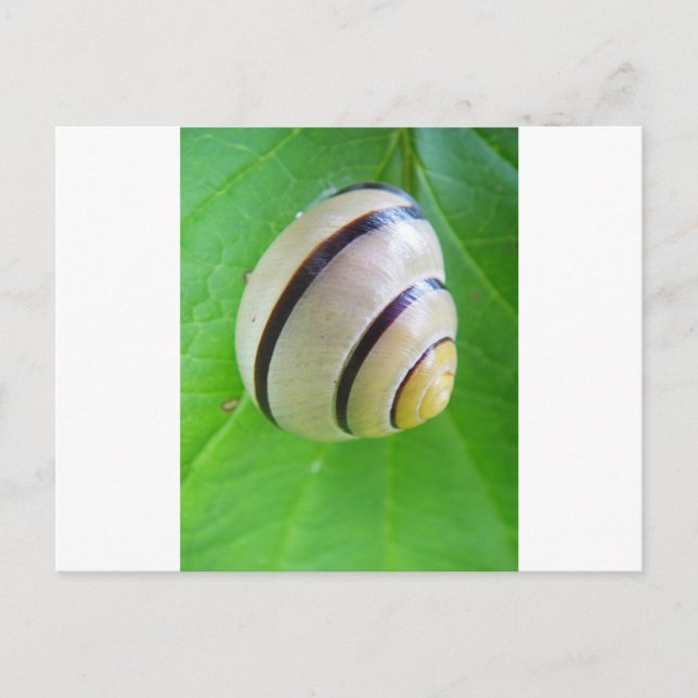 Tarjeta de bienvenida de caracol blanco (Anverso)