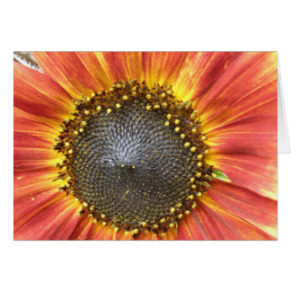 Tarjeta de bienvenida de girasol rojo y amarillo