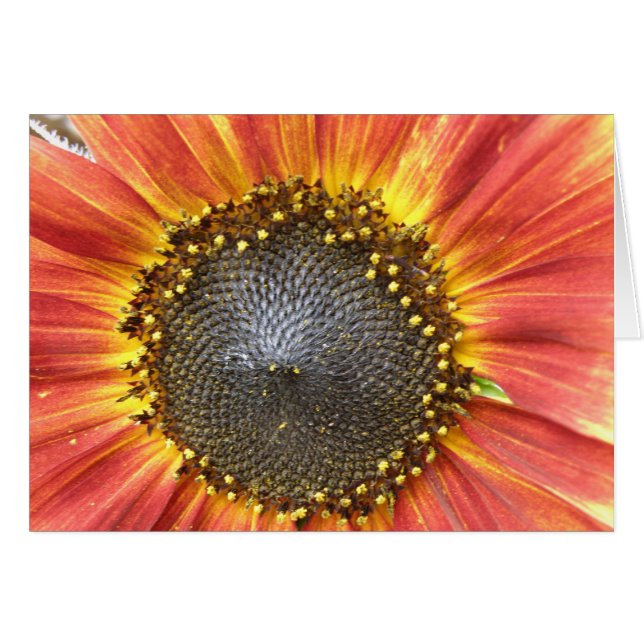 Tarjeta de bienvenida de girasol rojo y amarillo (Anverso (Horizontal))