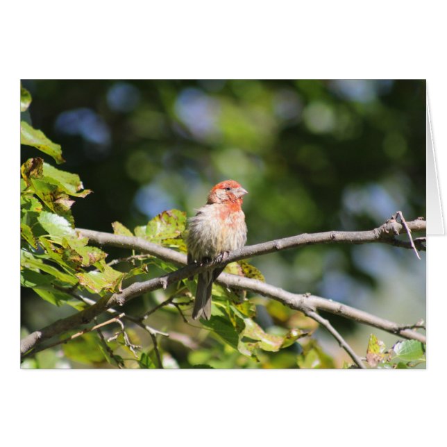 Tarjeta de bienvenida de House Finch (Anverso (Horizontal))