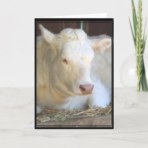 Tarjeta de bienvenida de vaca blanca