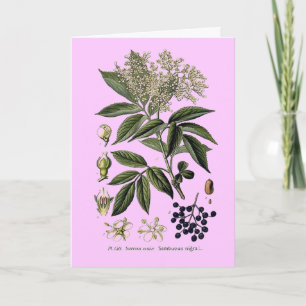 Tarjeta de bienvenida Elderberry Sambucus