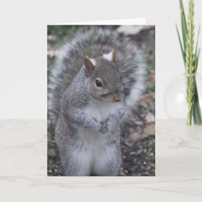 Tarjeta de bienvenida Gray Squirrel (Anverso)