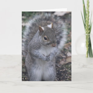 Tarjeta de bienvenida Gray Squirrel