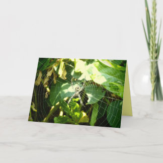 Tarjeta de bienvenida Hawaii para telaraña