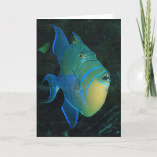 Tarjeta de bienvenida Queen Triggerfish