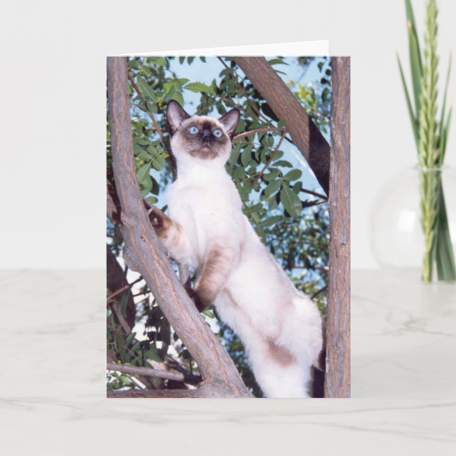 Tarjeta de bienvenida siamesa de punto de foco (Anverso)