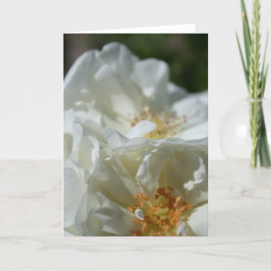 Tarjeta de bienvenida Sweet Wild White Roses