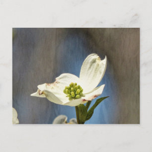 Tarjeta de Bloom Dogwood Blanca