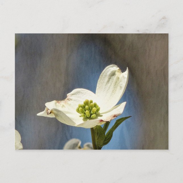 Tarjeta de Bloom Dogwood Blanca (Anverso)