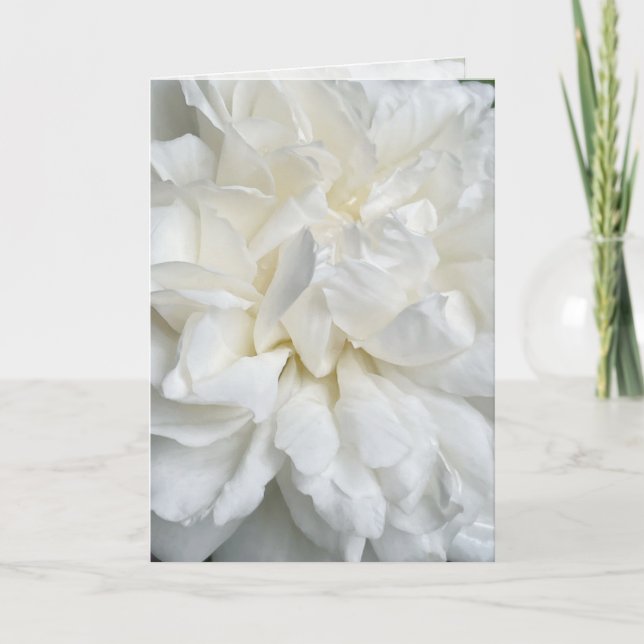 Tarjeta de boda de rosa inglesa blanca de cerca (Anverso)