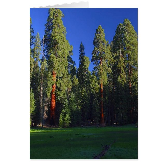 Tarjeta de bosque (Frente)