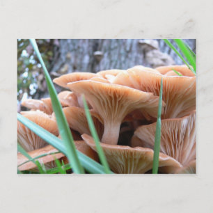 Tarjeta de Bosque Mushroom