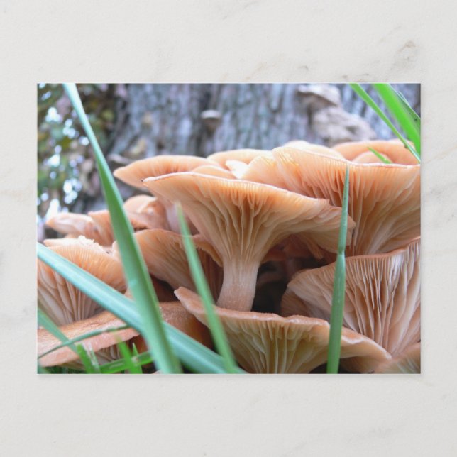 Tarjeta de Bosque Mushroom (Anverso)