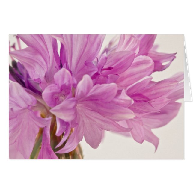 Tarjeta de botón Batchelor (Anverso (Horizontal))