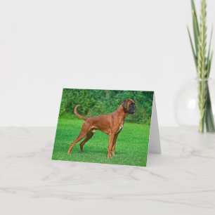 Tarjeta de Boxer Cachorro Perro en Blanco
