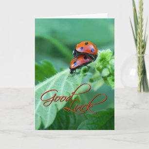 Tarjeta de buena suerte de mariquitas pareja