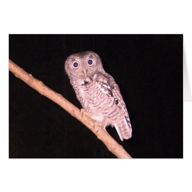 Tarjeta de búho (Anverso (Horizontal))