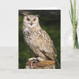 Tarjeta de búho de águila euroasiática