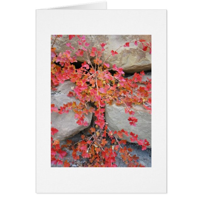 Tarjeta de Bush de grosella espinosa (Frente)