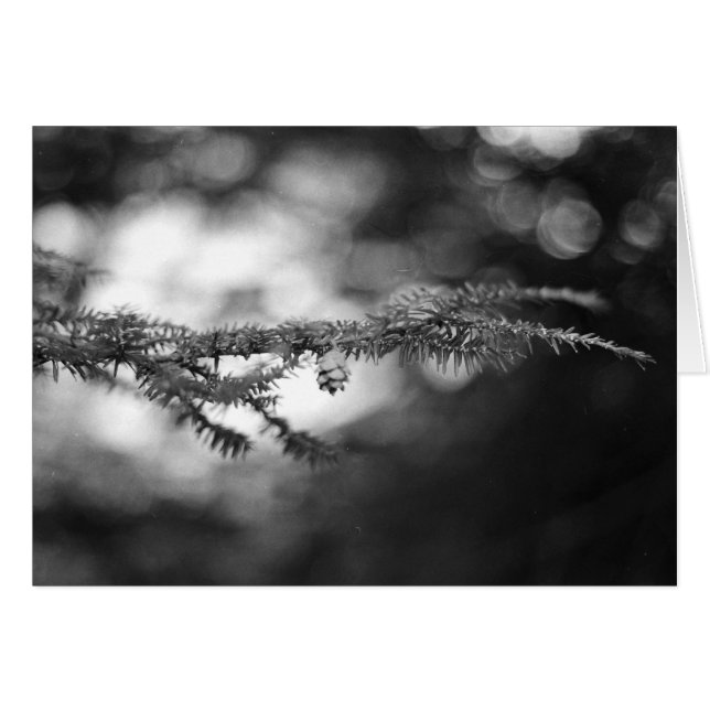 Tarjeta de BW Pinecone (Anverso (Horizontal))
