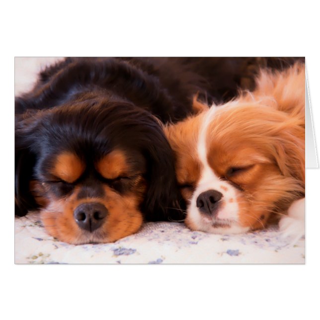 Tarjeta de Caballero Durmiente King Charles Spanie (Anverso (Horizontal))
