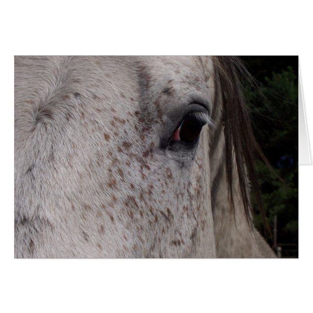 Tarjeta de caballo gris (Anverso (Horizontal))