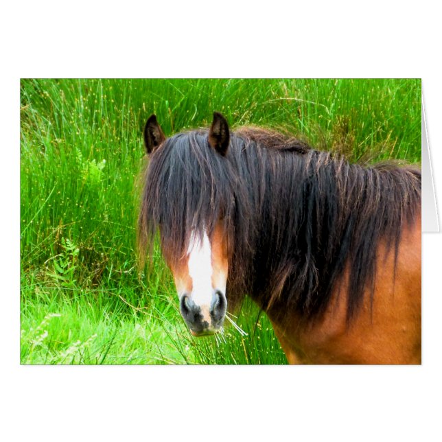 TARJETA DE CABALLOS (Anverso (Horizontal))
