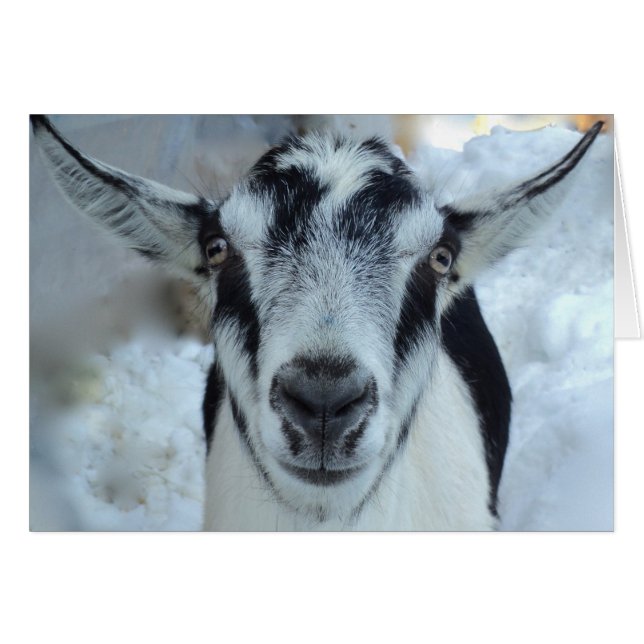 Tarjeta de cabra alpina (Anverso (Horizontal))